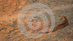 Leopard resting on the ground at sunset