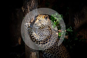 Leopard is resting in the natural forest.