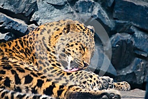 Leopard resting in the zoo