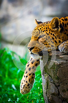 Leopard resting on a rock