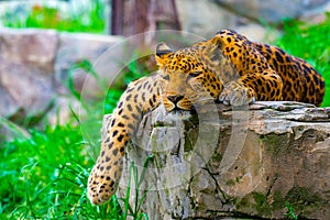 Leopard resting on a rock