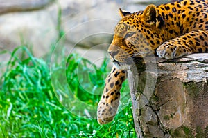 Leopard resting on a rock