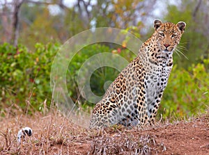 Leopard resting in savannah