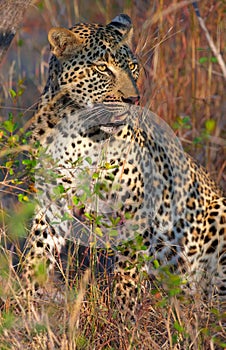 Leopard resting in savannah