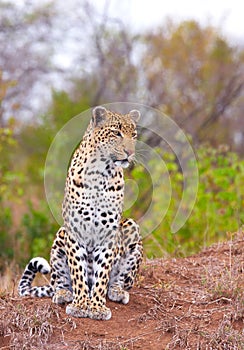 Leopard resting in savannah