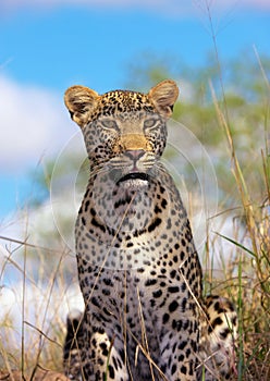 Leopard resting in savannah