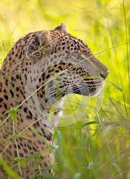 Leopard resting in savannah