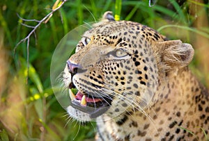 Leopard resting in savannah