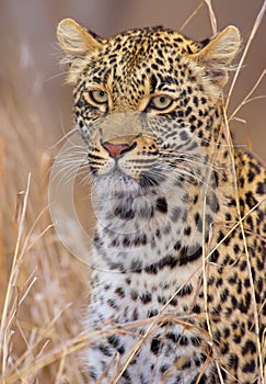 Leopard resting in savannah