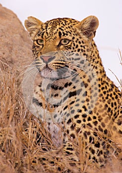 Leopard resting in savannah