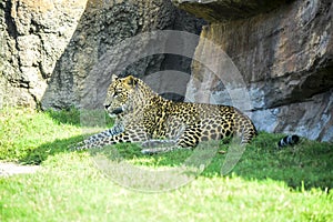 Leopard resting in the shade