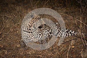 Leopard resting in the shade in the bush during morning