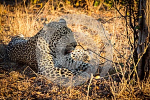 Leopard resting in the shade in the bush during morning