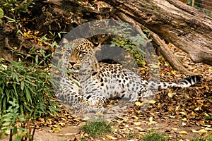 Leopard is resting in the shade