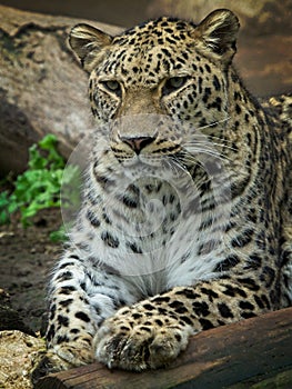 Leopard resting and staring