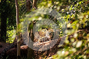Leopard resting on a stone at the zoo