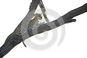 Leopard resting in a tree.