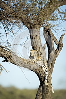 Leopard resting in a tree.