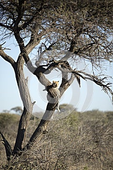 Leopard resting in a tree.