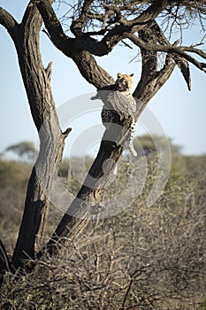 Leopard resting in a tree.
