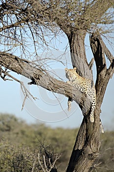 Leopard resting in a tree.