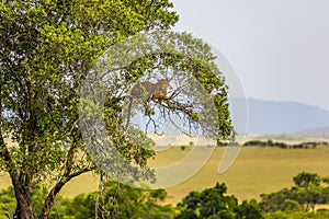 Leopard resting on a tree