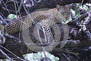 Leopard resting in a tree