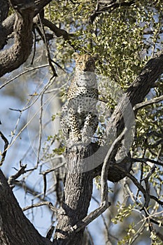 Leopard resting in a tree