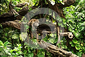 leopard resting on a tree limb at Balinese zoo.