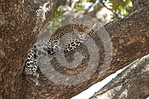 Leopard resting in tree, Serengeti, Tanzania