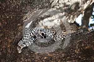 Leopard resting in tree, Serengeti, Tanzania