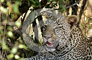 Leopard resting in tree shade, masai Mara