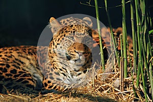 Leopard resting in the zoo