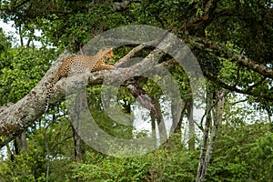 Leopard rests on lichen-covered tree in forest