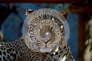 A Leopard Rests in the Shade