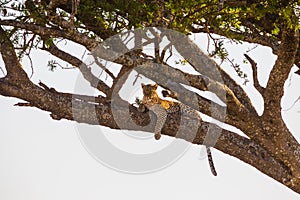 Leopard rests in a tree after meal