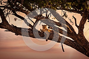 Leopard rests in a tree at sunset