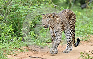 Sri Lankan leopard. Panthera pardus kotiya photo