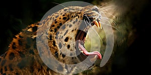 Leopard roar photo