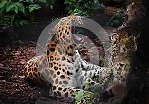 A leopard roar Far Eastern leopard lies in the gloom on the ground and growls, opening a huge mouth with large fangs