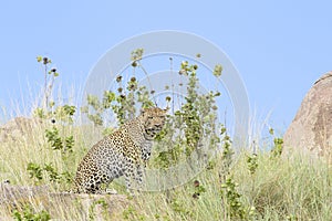 Leopard on a rock through grass
