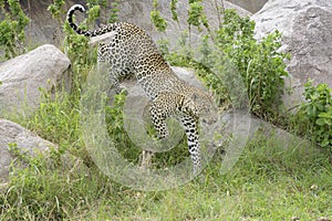 Leopard on a rock through grass