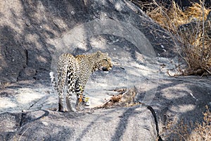 Leopard on rock. Serengeti National Park, Tanzania, Africa