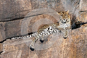 Leopard on a rock watching