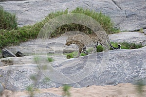 Leopard on a rock in the wild maasai mara