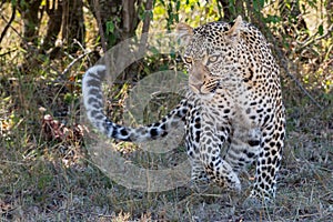 Leopard Running