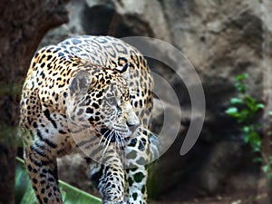A leopard running towards the photographer, it is irradiated by the sun