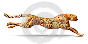 Leopard is running. Vector illustration