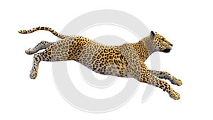 Leopard running, wild animal isolated on white