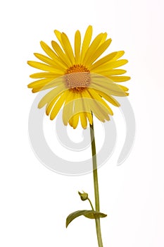 Leopard's bane - Doronicum